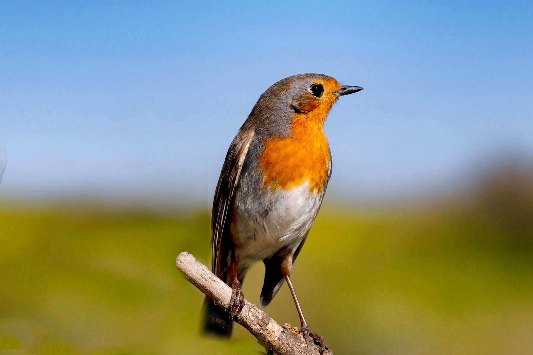 A robin perched in the open
