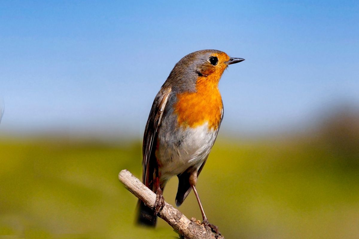 A robin perched in the open