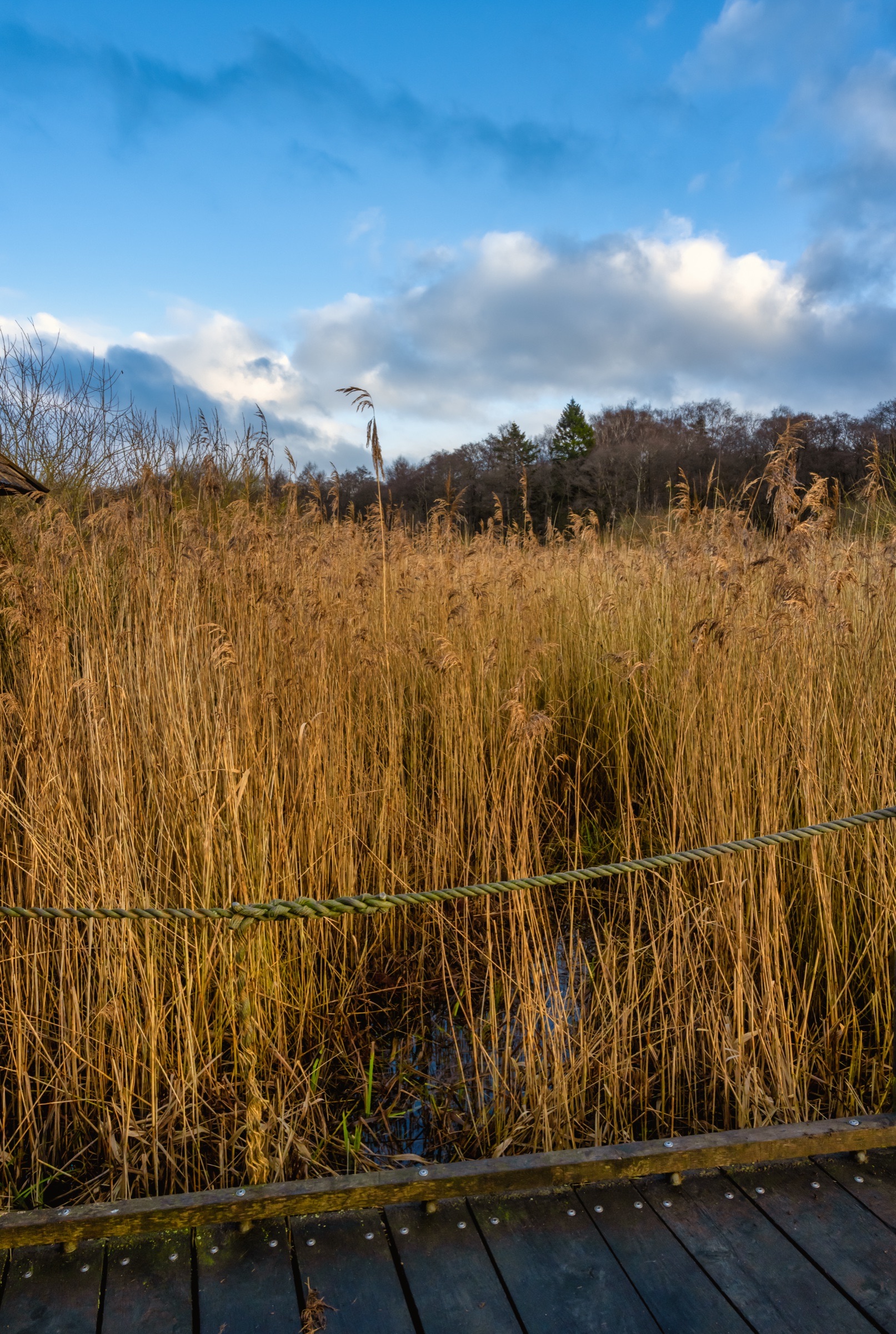 A wooden boardwalk running through tall marsh reeds