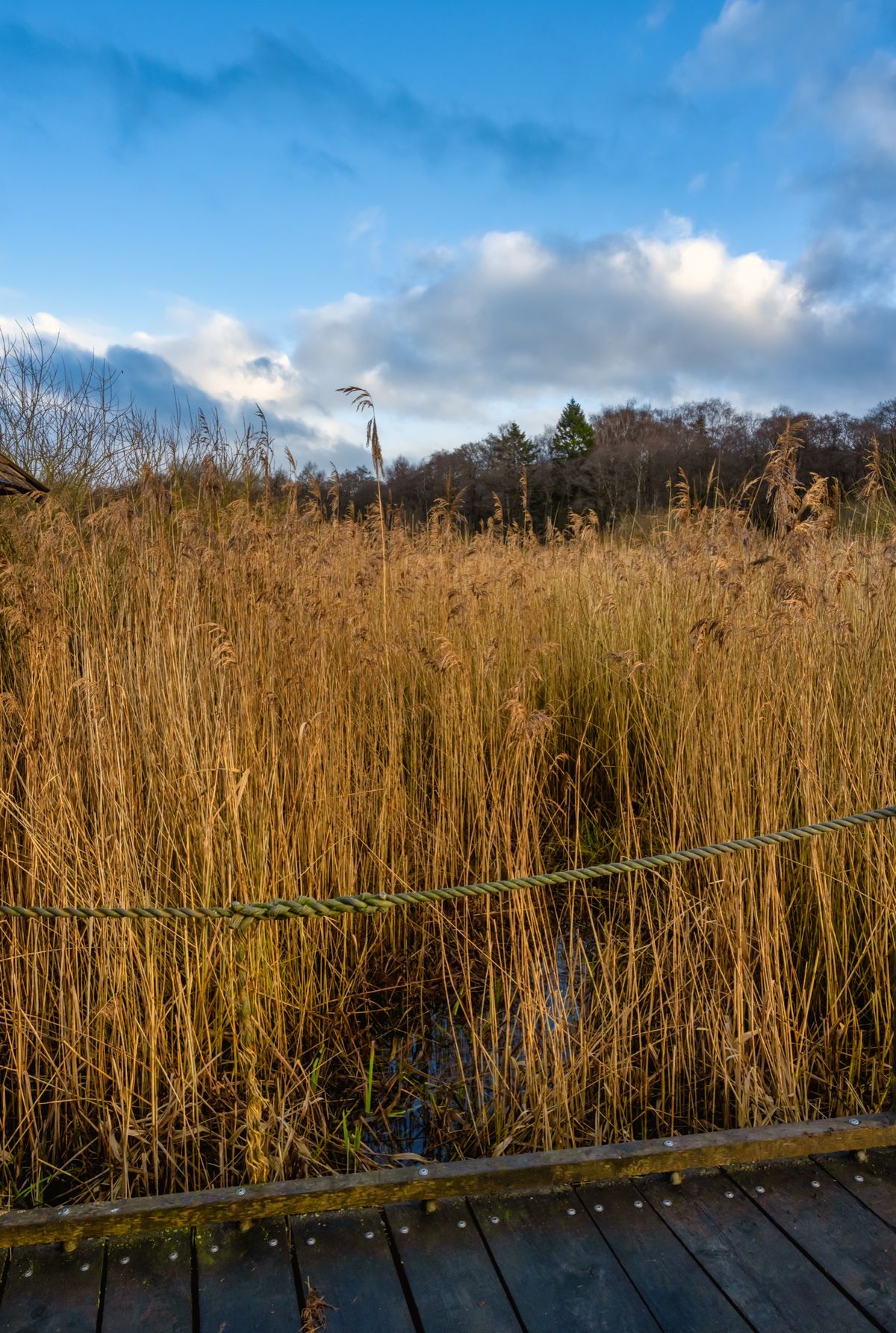 A wooden boardwalk running through tall marsh reeds
