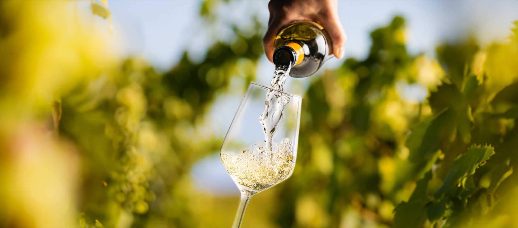 A glass of white wine being poured against a vineyard landscape